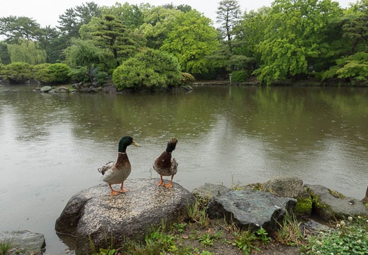 201206161345-DSC07755.jpg