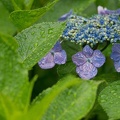 201206161357-DSC07789.jpg