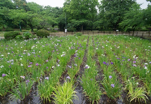 201206161417-DSC08373N.jpg
