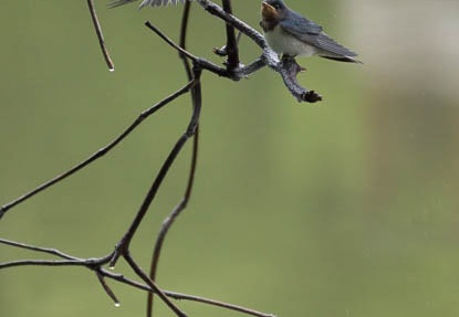 201206161505-DSC07901.jpg