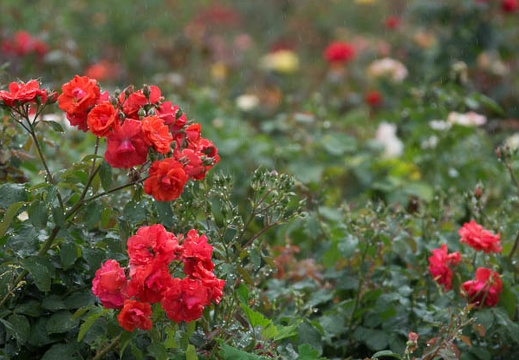 201206161516-DSC07926.jpg