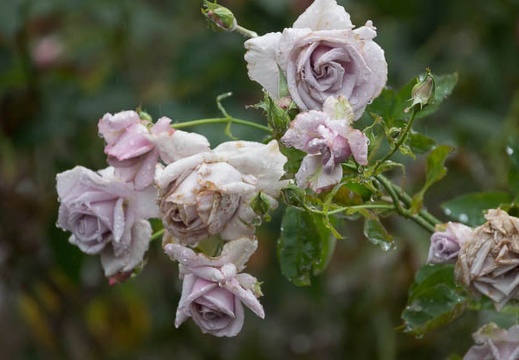 201206161519-DSC07934.jpg