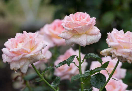 201206161523-DSC07943.jpg