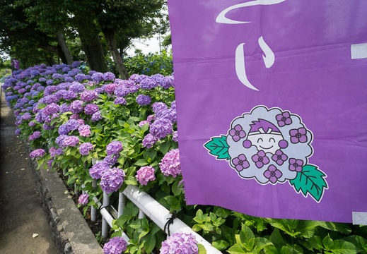 201206171100-DSC08435N.jpg