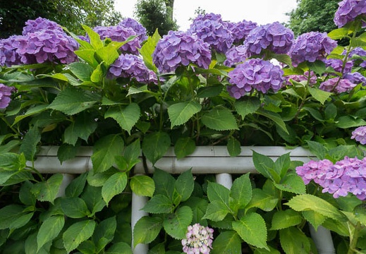 201206171101-DSC08438N.jpg