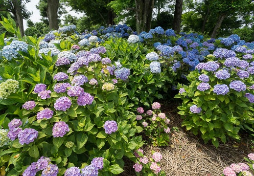 201206171108-DSC08446N.jpg