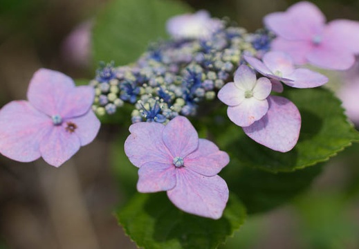 201206171110-DSC08034.jpg