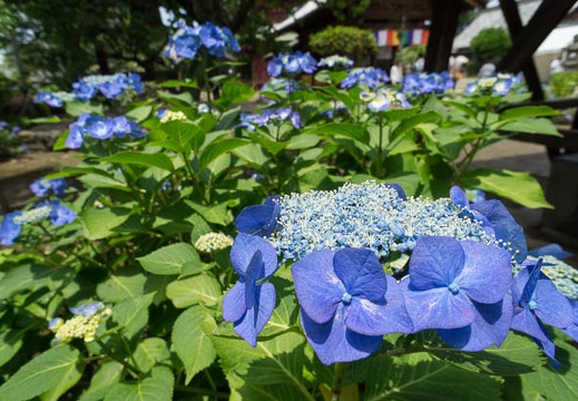 201206171122-DSC08463N.jpg