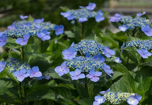 201206171142-DSC08096.jpg