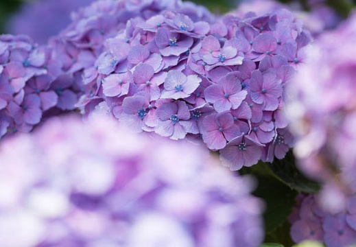 201206171201-DSC08144.jpg