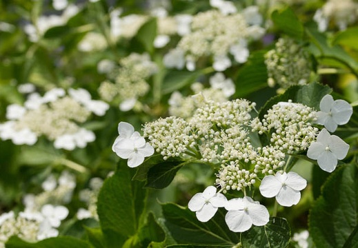 201206171246-DSC08267.jpg