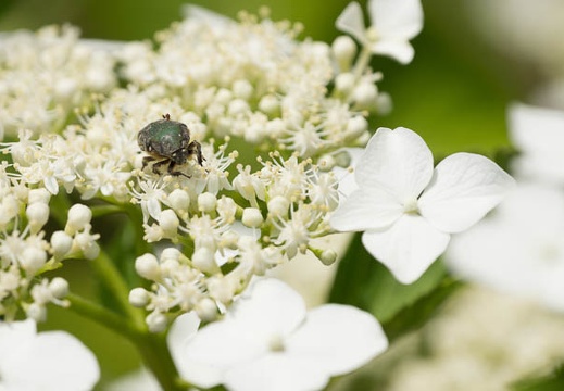 201206171247-DSC08272.jpg