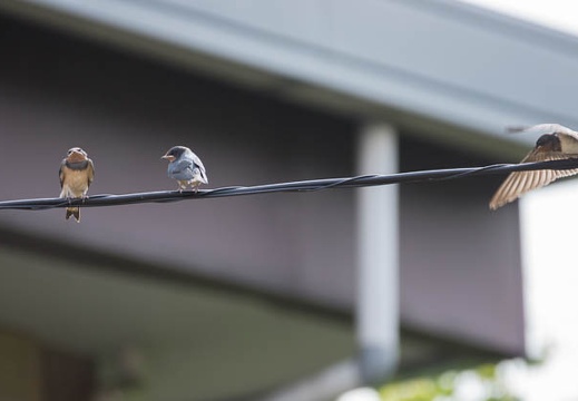201206171449-DSC08299.jpg