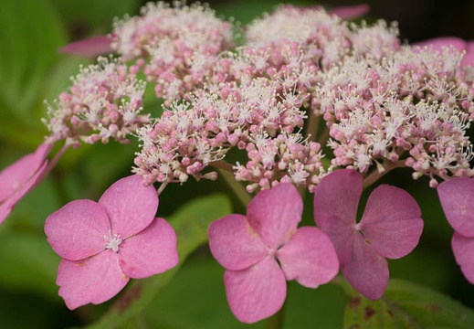 201206181401-DSC08776.jpg