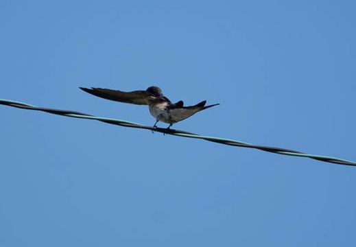 201206261507-DSC09510.jpg