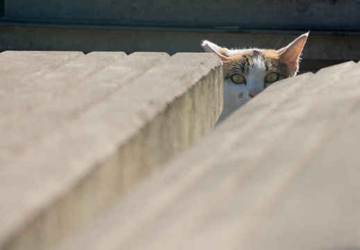201206261610-DSC09617.jpg