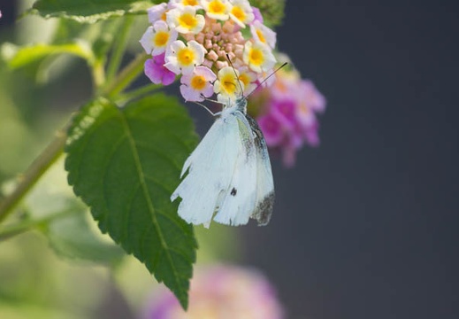 201206261616-DSC09622.jpg