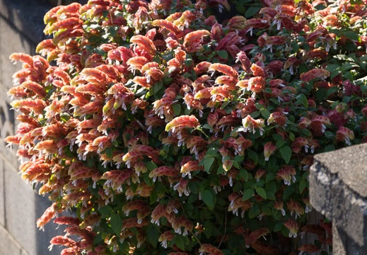 201206261638-DSC09641.jpg