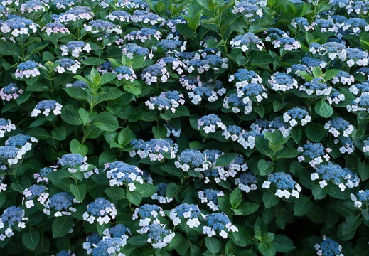 201206261712-DSC09708.jpg