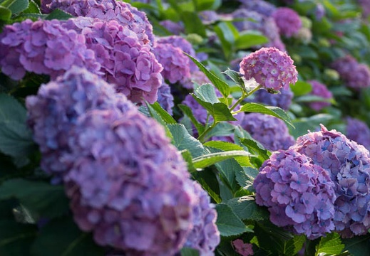 201206261728-DSC09751.jpg