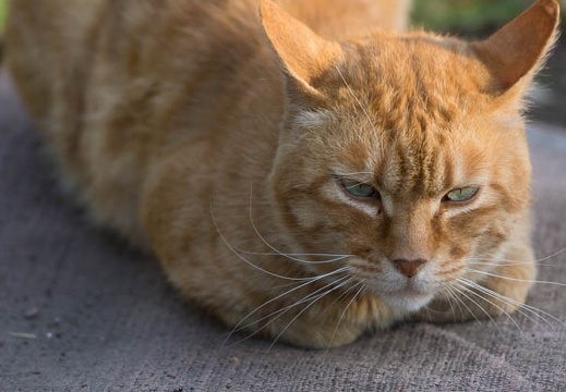 201206261739-DSC09779.jpg