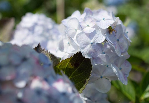201206270937-DSC09903.jpg