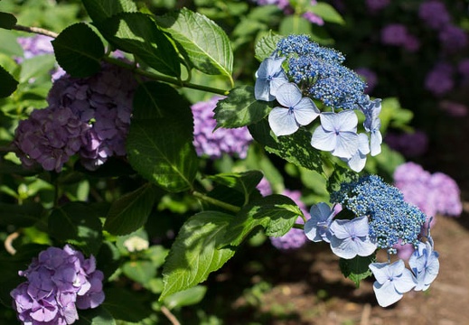 201206270945-DSC09913.jpg
