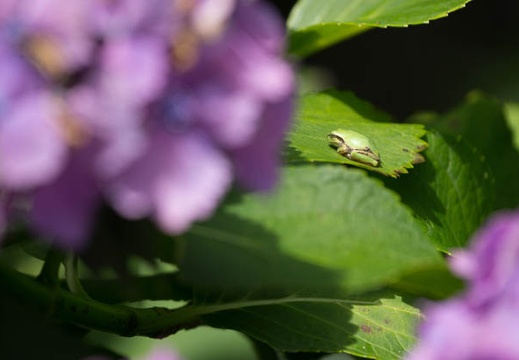 201206270955-DSC09944.jpg