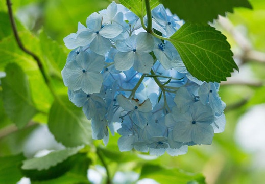 201206271008-DSC09974.jpg