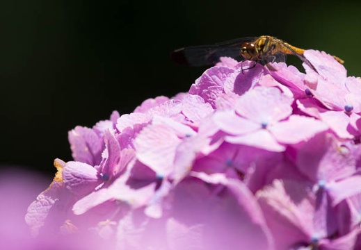 201206271103-DSC00090.jpg