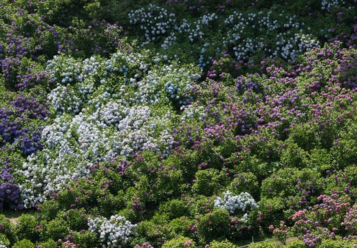 201206271116-DSC00115.jpg