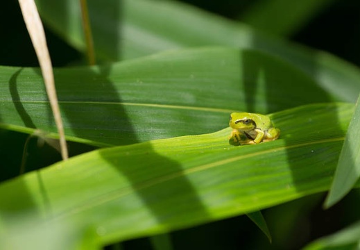 201206271238-DSC00186.jpg