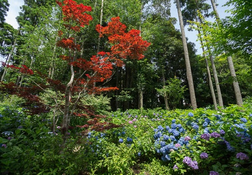 201206271319-DSC09090N.jpg