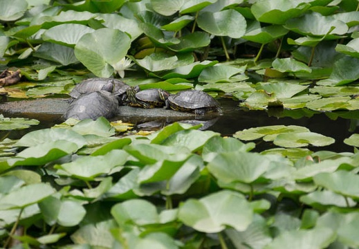 201206281221-DSC00720.jpg