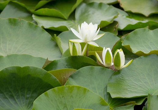 201206281309-DSC00818.jpg