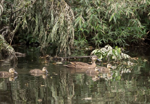201206281336-DSC00934.jpg