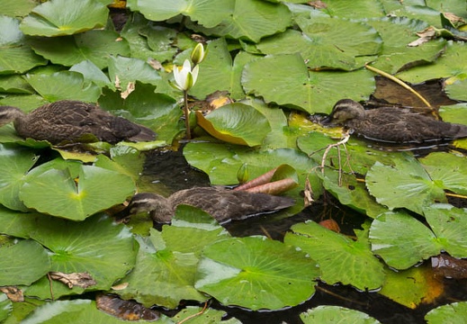 201206281347-DSC01047.jpg