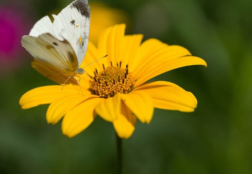 201207021351-DSC01386.jpg