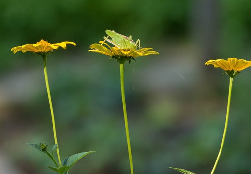 201207021508-DSC01663.jpg