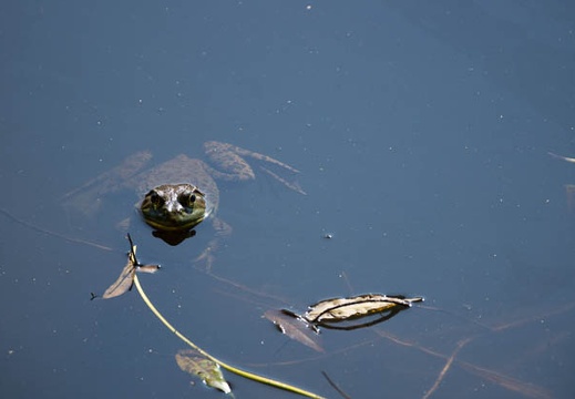 201207021543-DSC01732.jpg