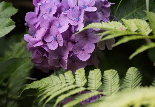 201207031309-DSC01881.jpg