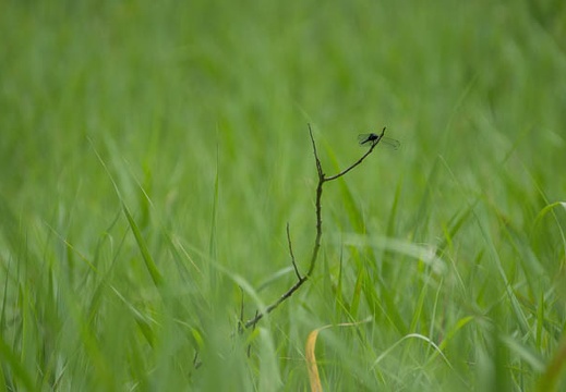 201207031320-DSC01890.jpg