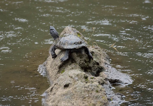 201207031349-DSC01930.jpg