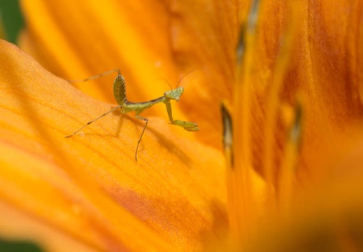 201207041229-DSC02288.jpg