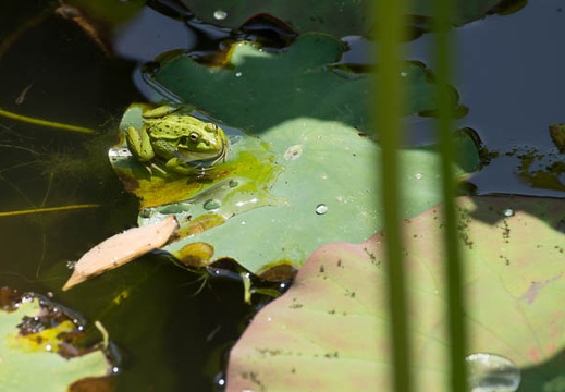 201207041250-DSC02370.jpg