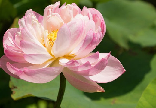 201207041305-DSC02401.jpg