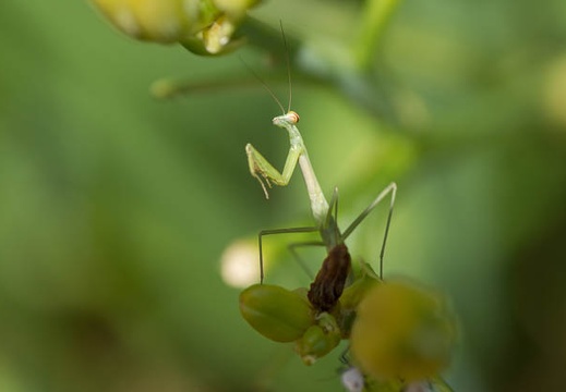 201207041314-DSC02443.jpg