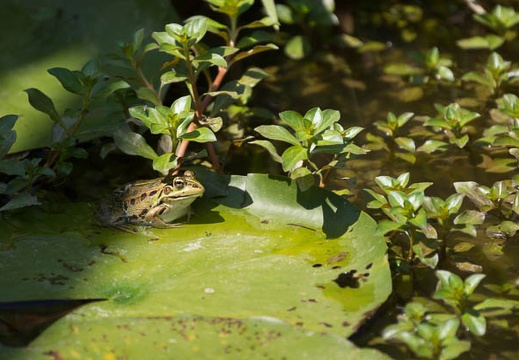 201207041331-DSC02500.jpg