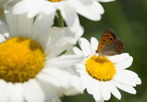 201207041335-DSC02512.jpg