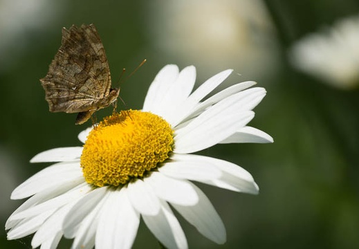 201207041338-DSC02522.jpg